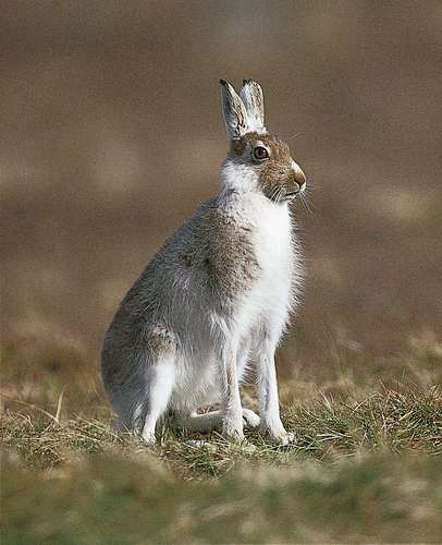 The Alpine, or blue, hare (Lepus timidus) lives in Scandinavia and Siberia.
