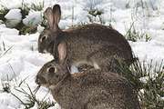 European rabbits (Oryctolagus cuniculus).