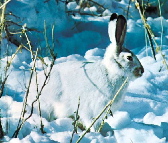 Snowshoe, or varying, hare (Lepus americanus) displaying its white-coloured winter coat.