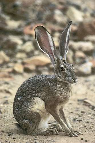 Black-tailed jackrabbits (Lepus californicus) are widespread on the western plains of North America.