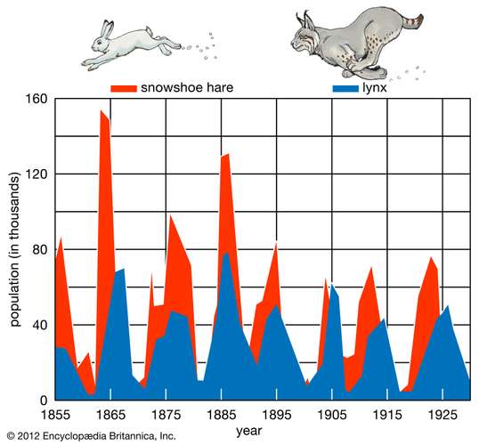 Cyclic fluctuations in the population density of the snowshoe hare (Lepus americanus) and its effect on the population of a predator, the Canada lynx (Lynx canadensis). The graph is based on data derived from the records of the Hudson's Bay Company.